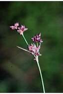 Image of Pineland Beak Sedge