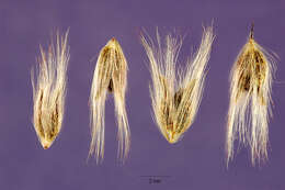 Image of Creeping Molasses Grass