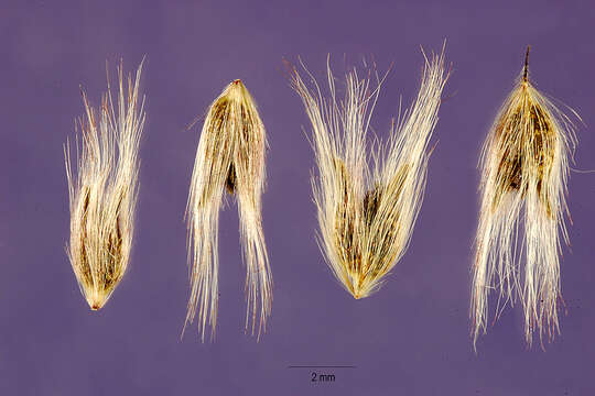 Image of Creeping Molasses Grass