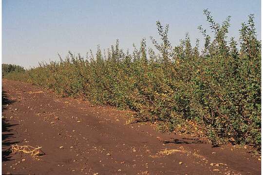 Image de Rhus trilobata Nutt.