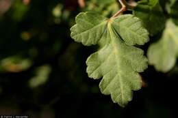 Image de Rhus trilobata Nutt.