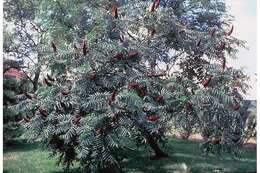 Image de Sumac vinaigrier