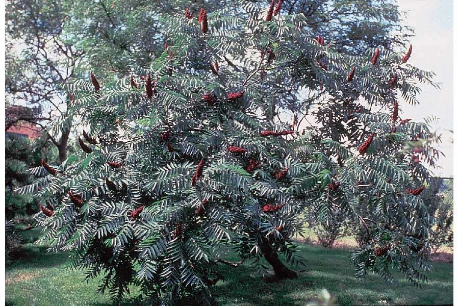 Image de Sumac vinaigrier