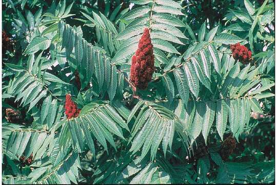 Image de Sumac vinaigrier