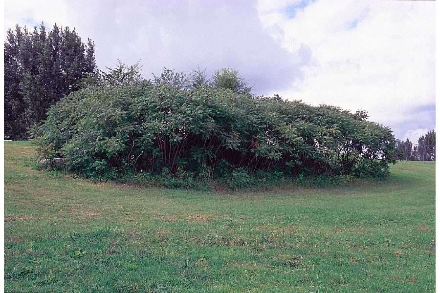 Image de Sumac vinaigrier