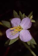 Imagem de Rhexia virginica L.