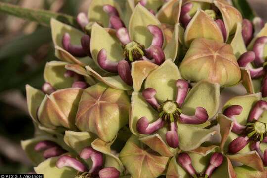 Imagem de Asclepias asperula (Decne.) R. E. Woodson