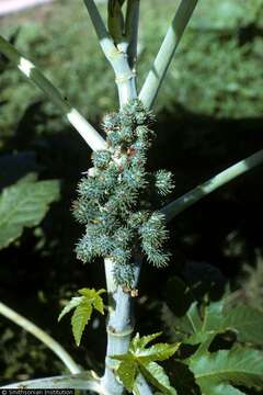 Sivun Ricinus kuva