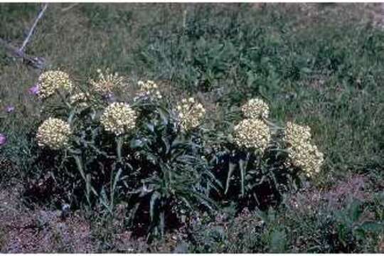 Imagem de Asclepias asperula subsp. capricornu (Woods.) Woods.