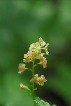 Image de Ribes glandulosum Grauer