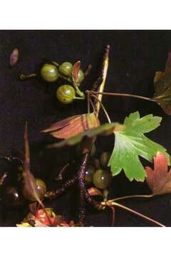 Image de Ribes inerme Rydb.