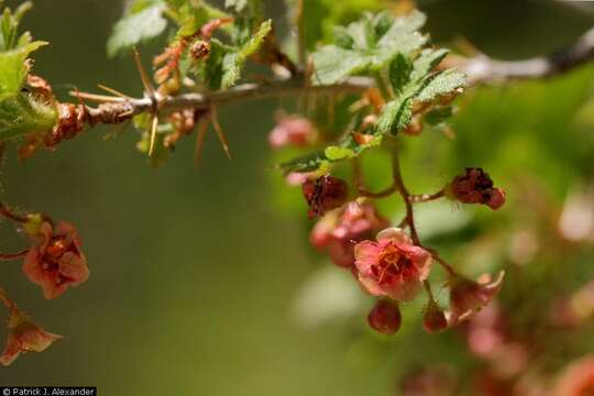 Image of gooseberry currant