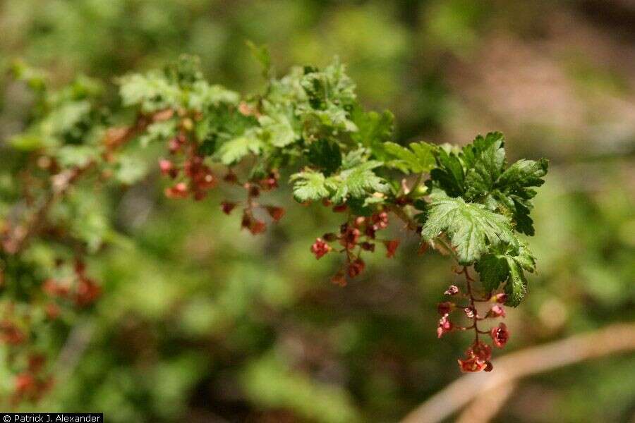 Image de Ribes montigenum Mc Clatchie