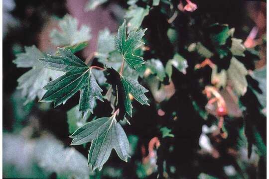 Sivun Ribes aureum var. villosum DC. kuva