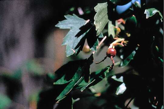 Image de Ribes aureum var. villosum DC.