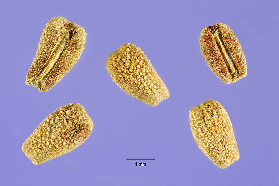 Image of rough Mexican clover