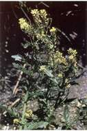 Image of curvepod yellowcress