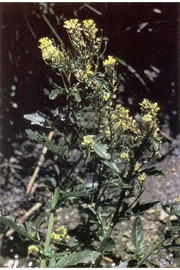 Image of curvepod yellowcress