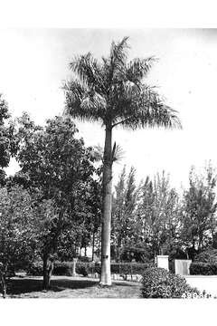 Image of Cuban Royal Palm