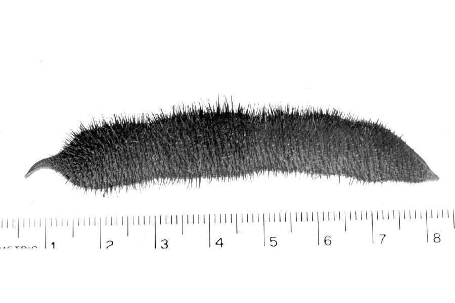 Robinia hispida var. fertilis (Ashe) R. T. Clausen的圖片