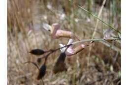 Image of Owyhee milkvetch