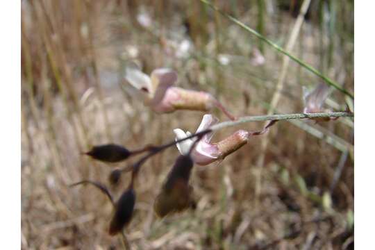 Imagem de Astragalus atratus var. owyheensis (A. Nels. & J. F. Macbr.) M. E. Jones