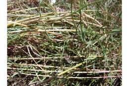 Image of Owyhee milkvetch