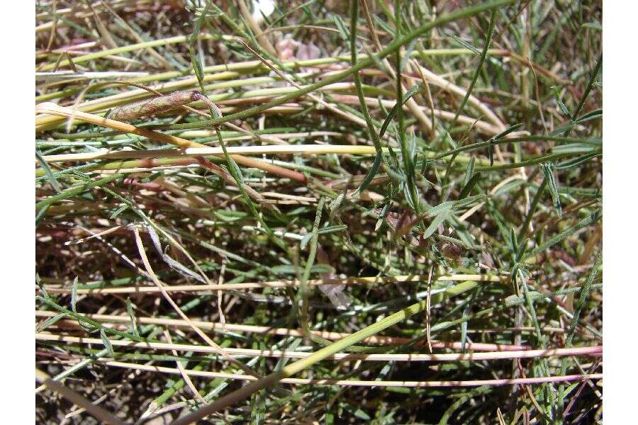 Imagem de Astragalus atratus var. owyheensis (A. Nels. & J. F. Macbr.) M. E. Jones