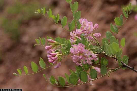 Imagem de Robinia neomexicana A. Gray