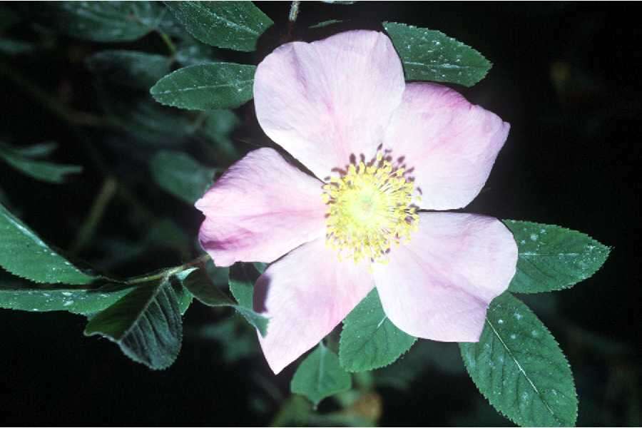 Image of swamp rose