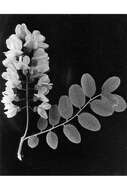 Image of black locust