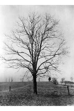 Image of black locust