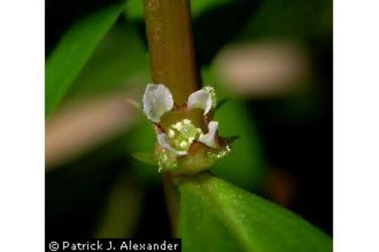 Image of lowland rotala