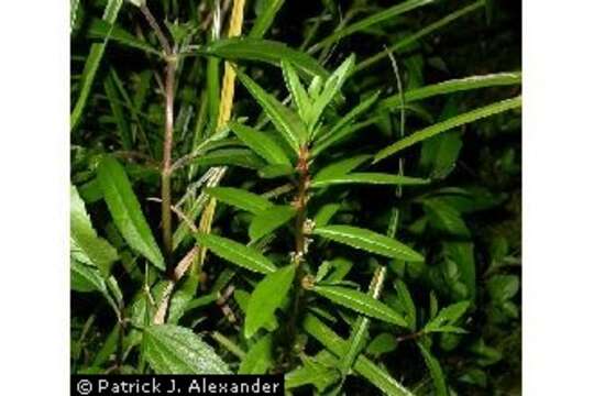 Image of lowland rotala