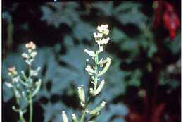 Image of Stalkless Yellowcress