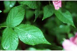 Image of climbing rose