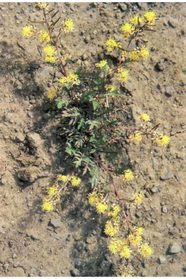 Plancia ëd Rorippa sinuata (Nutt.) Hitchc.