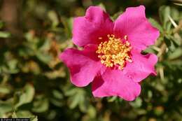 Image of desert rose