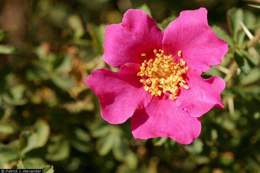 Image of desert rose