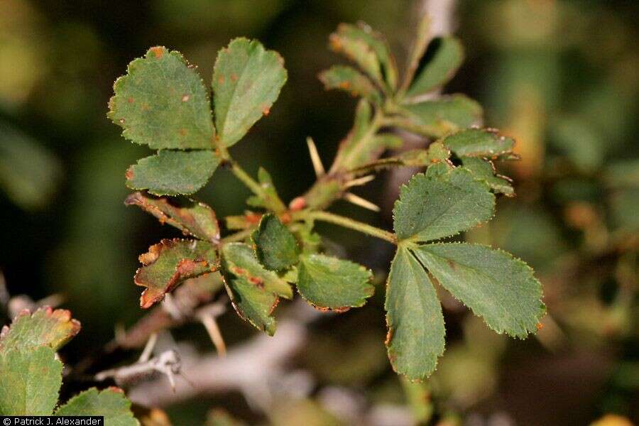 Image of desert rose