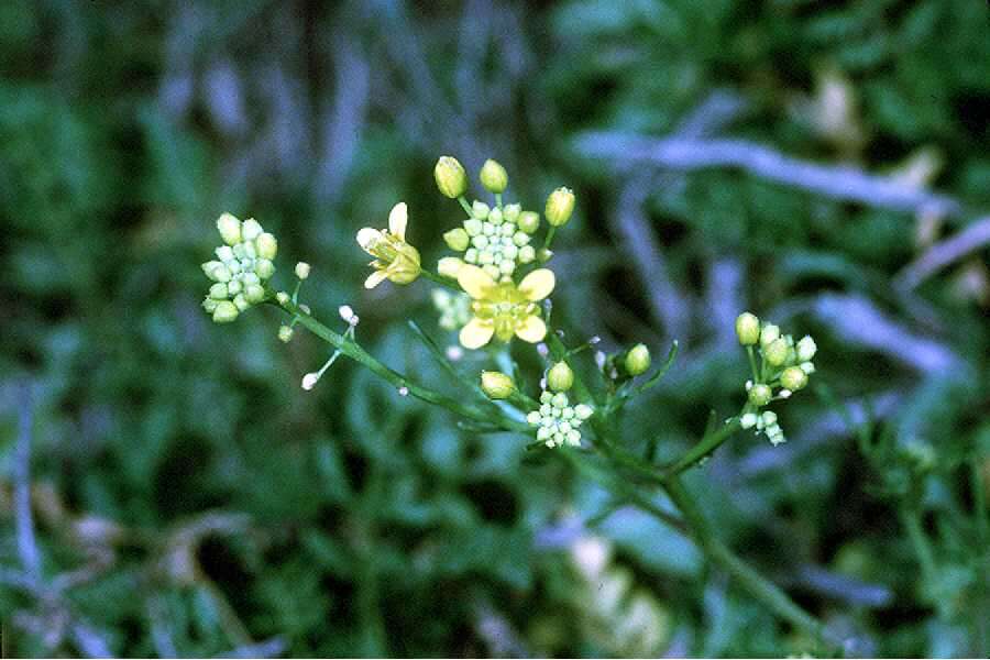 Image of creeping yellowcress