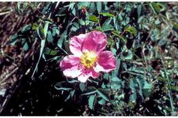 Sivun Rosa woodsii Lindl. kuva