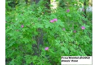 Sivun Rosa woodsii Lindl. kuva