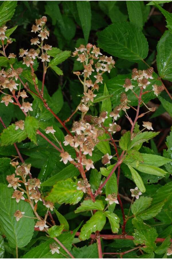 Image of Allegheny blackberry