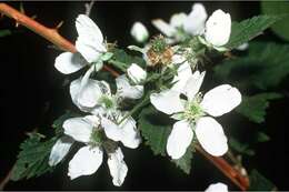 Image of sawtooth blackberry