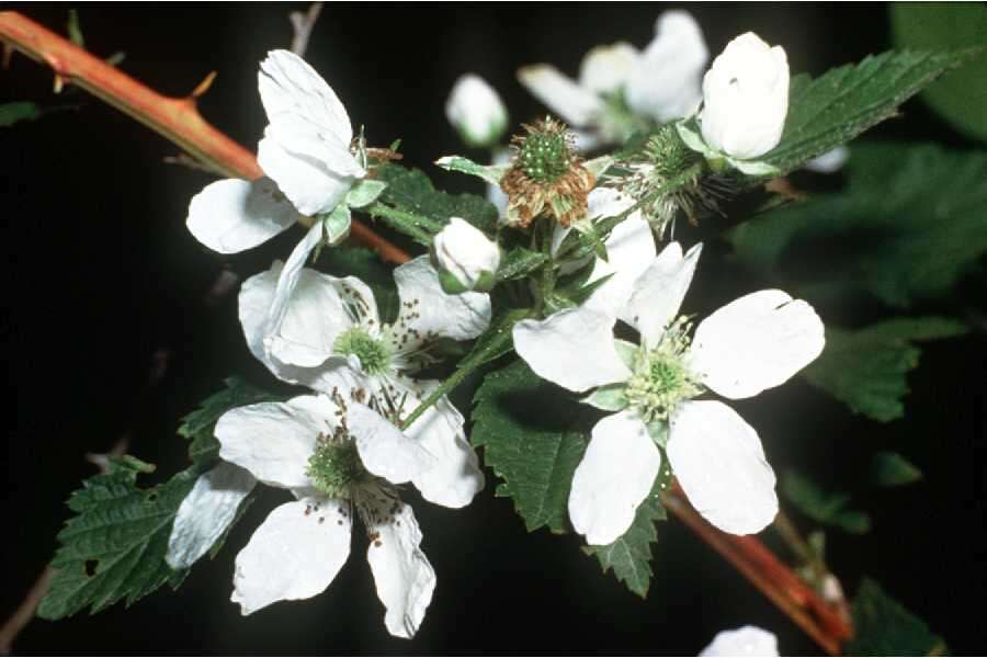 Слика од Rubus argutus Link