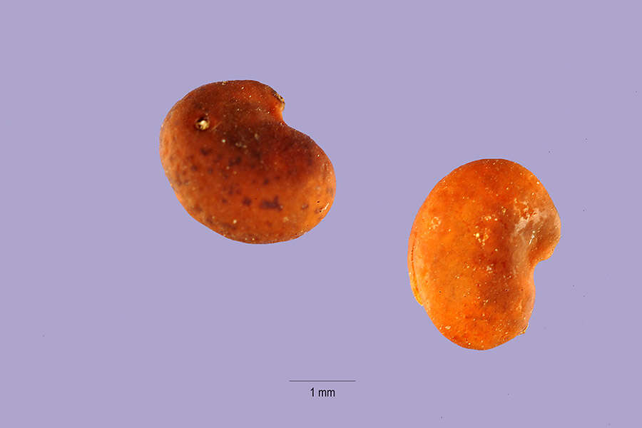 Image of Bolander's milkvetch