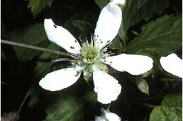 Image of Bailey's Dewberry