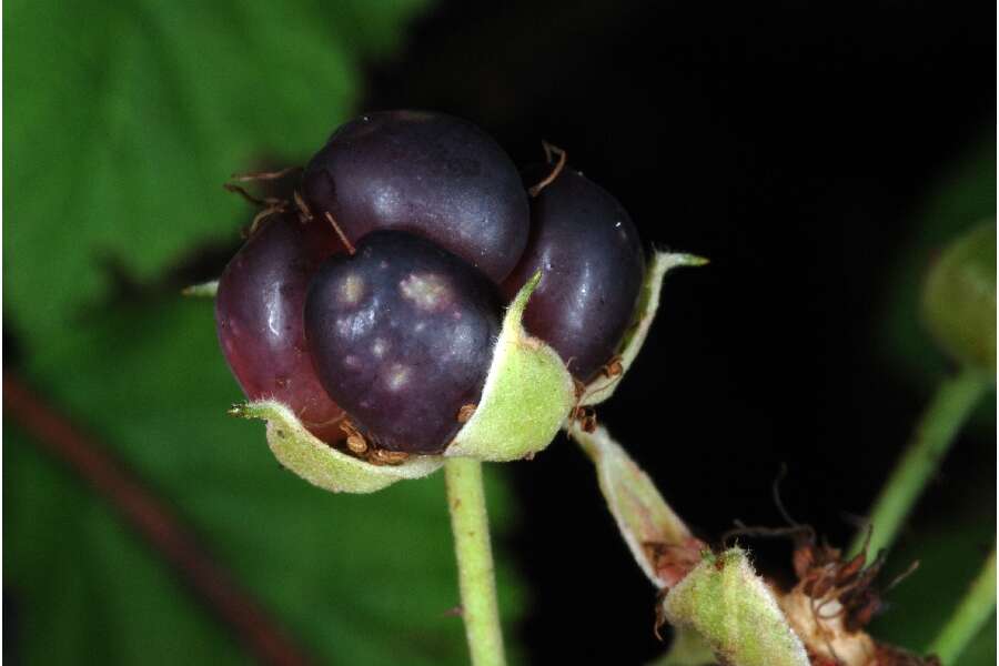 Image of Dewberry