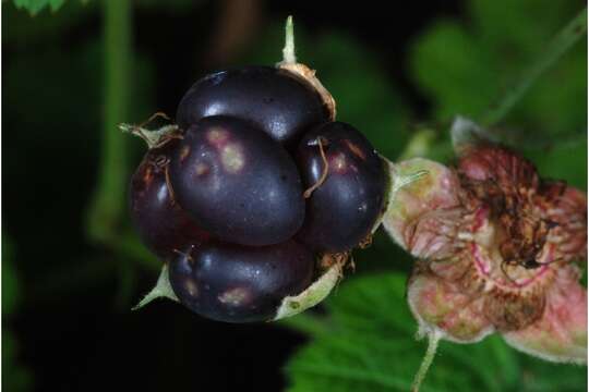 Image of Dewberry